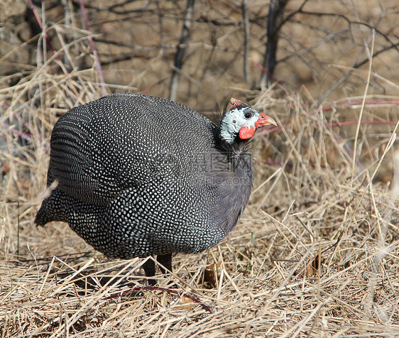 秋草几内亚 Fowl概况图片