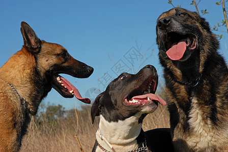 三只狗伴侣牧羊犬天空社交性犬类牙齿小狗友谊蓝色宠物图片