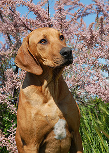 小小狗罗得西亚山脊宠物天空粉色动物小狗警卫蓝色衣领猎狗犬类图片