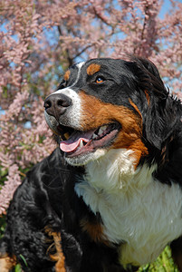 年轻的伯恩山狗舌头眼睛宠物犬类小狗动物牙齿哺乳动物山犬鼻子图片