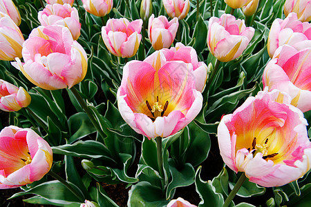 郁金香花贴上粉红白和黄色的花朵图片