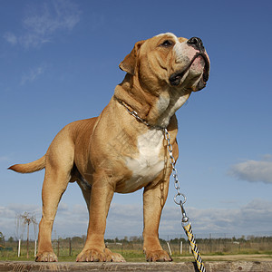 公牛犬动物衣领棕色皮带蓝色犬类天空桌子白色宠物图片