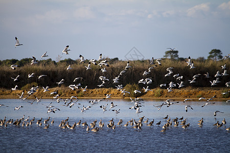 鸟群的鸟群野生动物沼泽白色沼泽地航班编队动物翅膀天空团体背景图片
