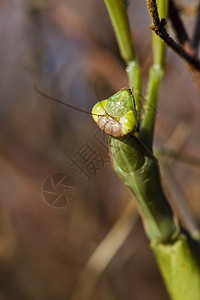 无脊椎动物宏观动物翅目动物群生物学天线生物昆虫宗教信仰荒野图片