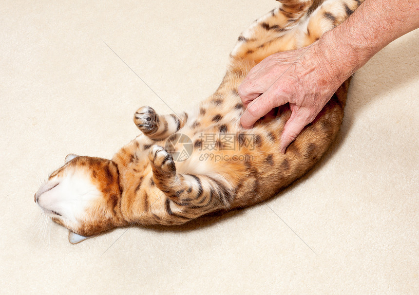 Bengal 小猫有肚子按摩图片