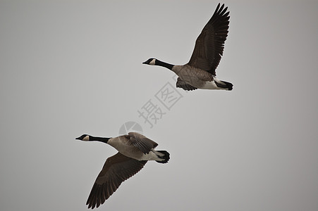 加拿大在飞行中的鹅动物灰色野生动物翅膀鸟类水平图片