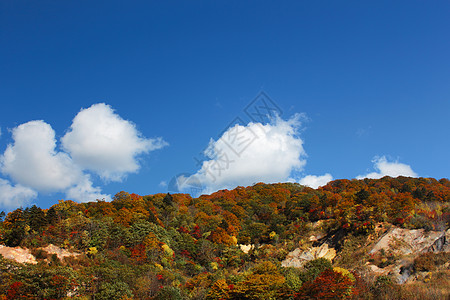 秋雨林对蓝天天空叶子橙子绿色衬套蓝色树干图片