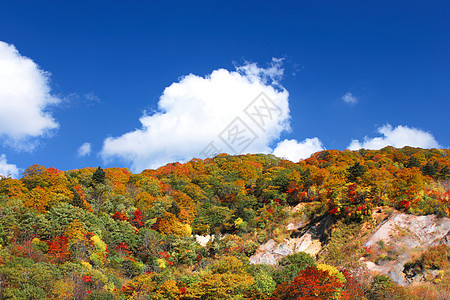 秋雨林对蓝天树干绿色蓝色叶子衬套天空橙子图片