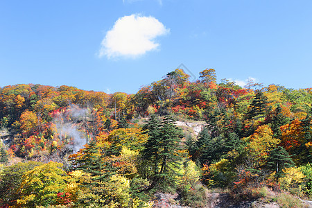 秋雨林对蓝天天空叶子衬套树干蓝色橙子绿色图片