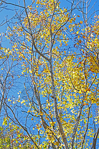 秋雨林对蓝天树干绿色天空衬套叶子蓝色橙子图片