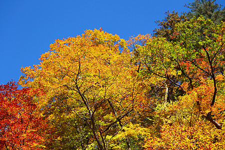 秋雨林对蓝天树干绿色叶子蓝色衬套天空橙子图片