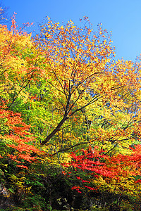 秋雨林对蓝天橙子衬套树干叶子绿色天空蓝色图片