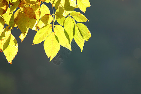 秋雨林对蓝天天空蓝色橙子衬套叶子绿色树干图片