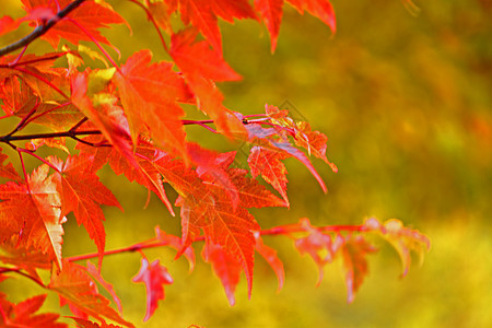 秋雨林对蓝天绿色叶子蓝色衬套橙子树干天空图片