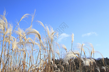 Susuki日式潘帕斯草阳光照射薄木背光阳光草原种子图片