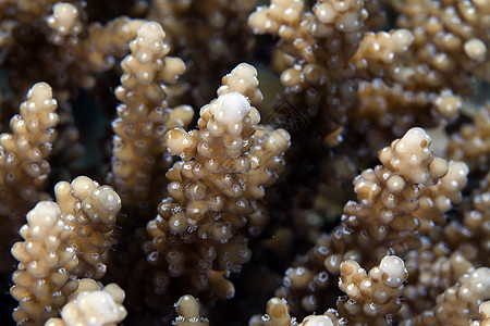 红海的硬珊瑚特写图片