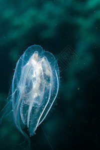 红海的西波诺磷情调太阳蓝色海蜇野生动物红色学校异国绿色盐水图片