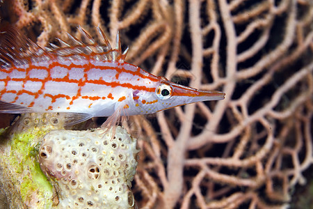 红海的长鼻子鹰鱼荒野情调海洋环境珊瑚太阳热带蓝色野生动物学校图片