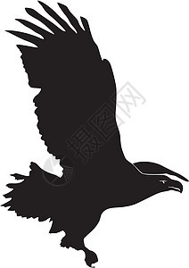 海角海鸥黑色自由绘画鸟类海鹰潜水天空动物羽毛图片