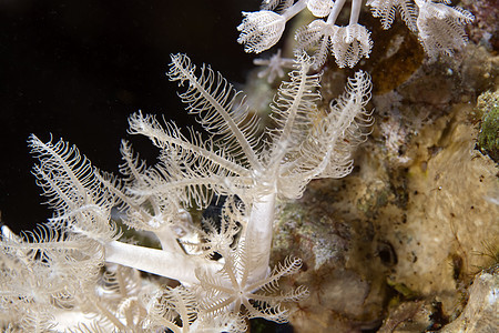 红海的软珊瑚图片