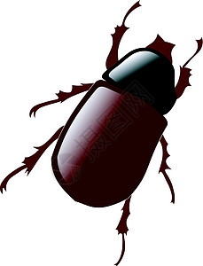May bug 插图图片