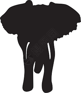 大象插图荒野动物学野生动物卡通片哺乳动物动物园生物学绘画背景图片