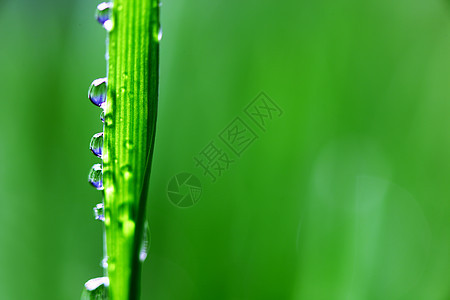 大水滴生长阳光叶子草地宏观树叶环境液体反射气候图片