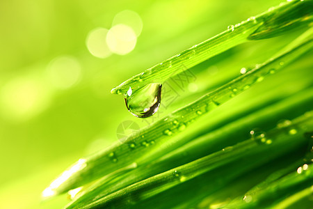 大水滴刀刃雨滴宏观花园叶子生长液体背景草本植物植物图片