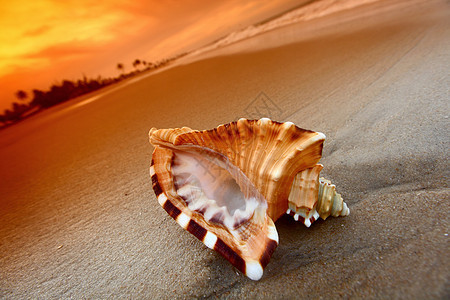 贝壳娱乐假期海岸冲浪情调闲暇旅行海洋游客棕榈图片