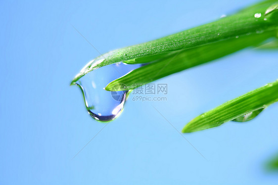 大水滴叶子花园阳光草本植物宏观刀刃背景反射气候雨滴图片