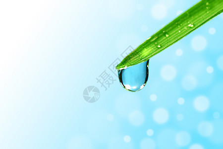 大水滴反射宏观气候叶子树叶雨滴环境草地植物阳光图片
