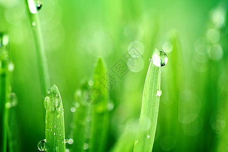 树本背景水滴花园叶子阳光草本植物液体宏观植物草地雨滴图片