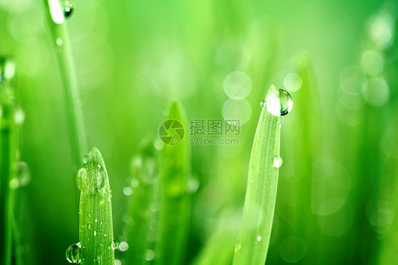 树本背景水滴花园叶子阳光草本植物液体宏观植物草地雨滴图片