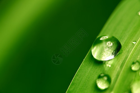 大水滴反射环境刀刃雨滴背景植物草地生长树叶阳光图片