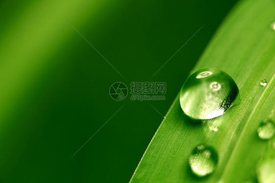 大水滴反射环境刀刃雨滴背景植物草地生长树叶阳光图片