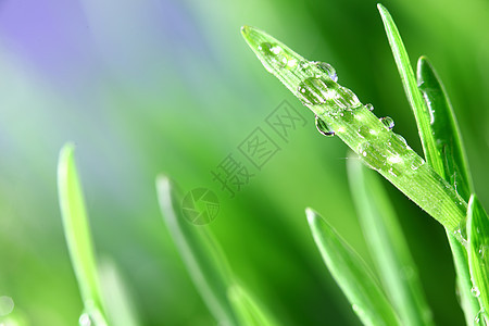树本背景宏观雨滴水滴植物树叶生长草地环境液体气候图片