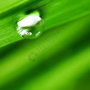 大水滴阳光草本植物反射树叶植物叶子宏观雨滴环境生长图片