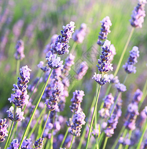 淡紫花作为背景农田香味香气草本植物场地香水农村农场衬套药品图片