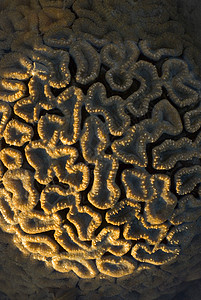石灰珊瑚cleractinia图片