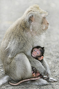 Macaque 猴子旅行公园国家孩子丛林情调隐藏异国新生母性图片