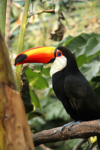 Tucan 土干动物园丛林黑色眼睛牙科鸟类异国鼻子身体雨林图片