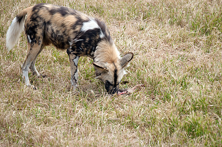 食肉的猎狗动物哺乳动物荒野野生动物图片