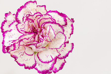 白紫康乃馨美丽白色花瓣石竹紫色晴天植物群墙纸植物花园图片
