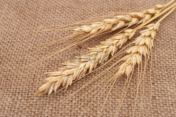 背上卷曲背景的小麦耳朵种子农民生长生产国家玉米边界收成织物面包图片