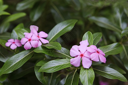 粉色闪光植物群红色植物美丽花瓣叶子花朵绿色花园花序图片