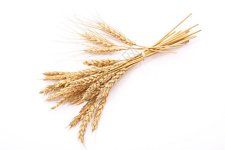 小麦耳朵宏观稻草培育核心乡村食物农民生长尖刺场地背景图片