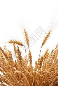 小麦耳朵植物培育稻草白色尖刺场地农业黄色食物乡村图片