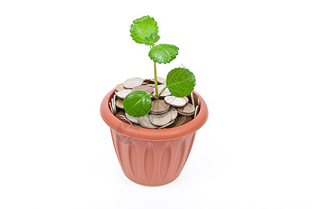 金钱增长的苗头发芽商业植物学货币生长叶子花园硬币植物银行业图片