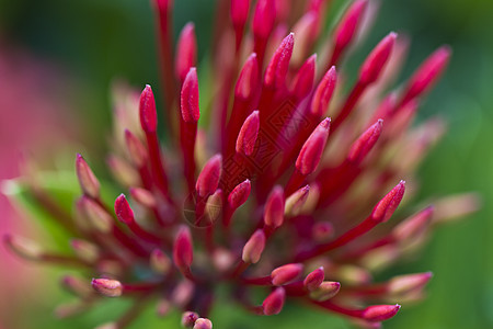 Ixora 花毛封闭图片