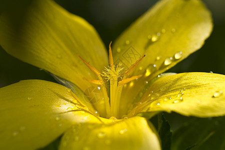 花粉上的滴子叶子水滴液体花瓣装饰植物学花园反射植物飞沫图片